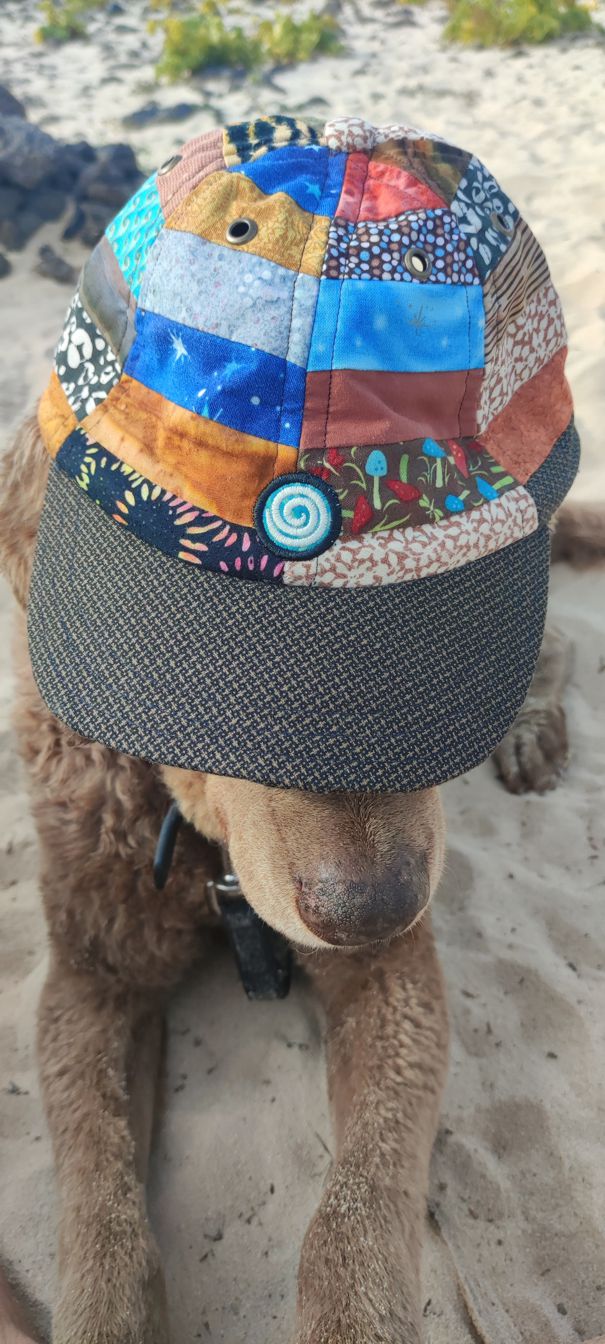 dog on beach wearing a patchwork baseball hat